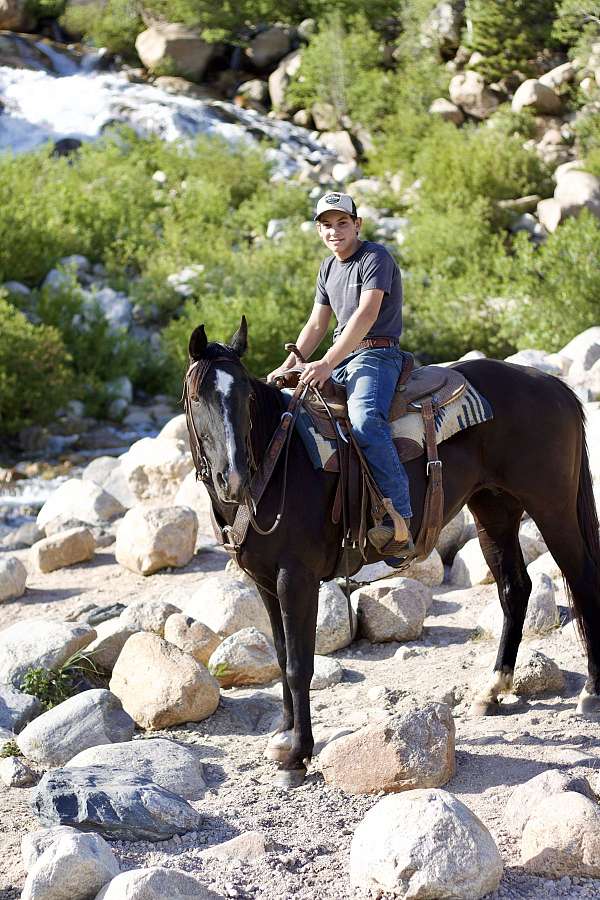 shr-saddlebred-mare