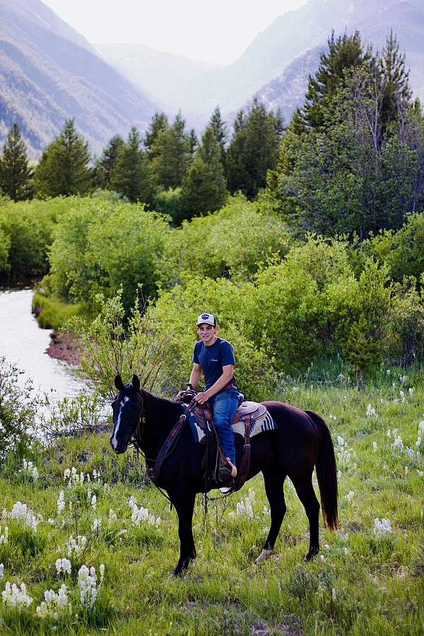 shr-saddlebred-horse