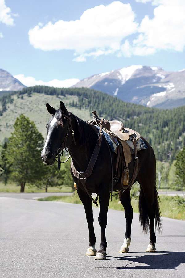 sea-tennessee-walking-horse
