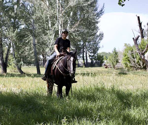 start-to-finish-tennessee-walking-horse