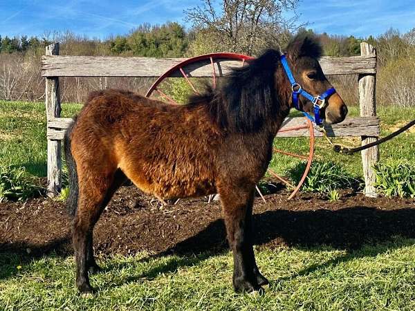 bay-miniature-mare