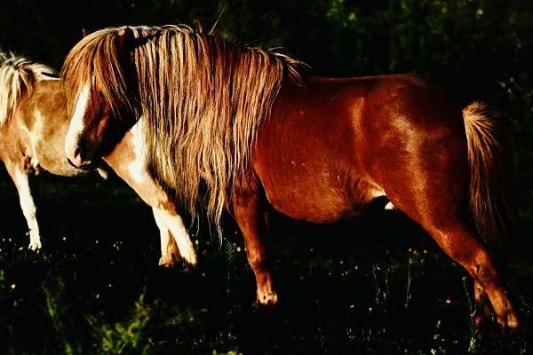 broke-to-lead-mare
