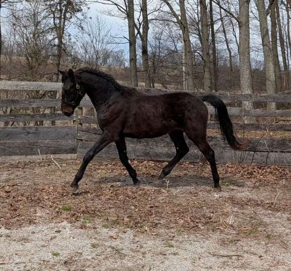 lg-star-lft-hind-coronet-rt-horse