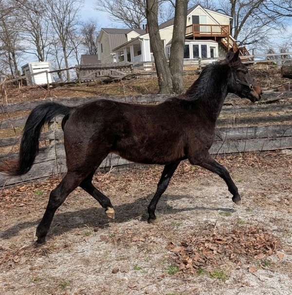 attentive-morgan-horse