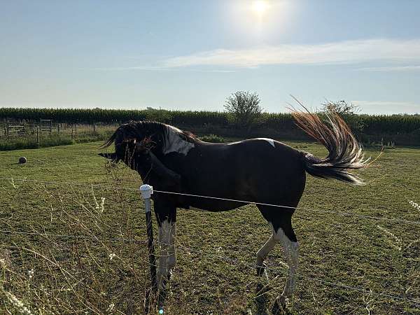 missouri-fox-trotter-mare