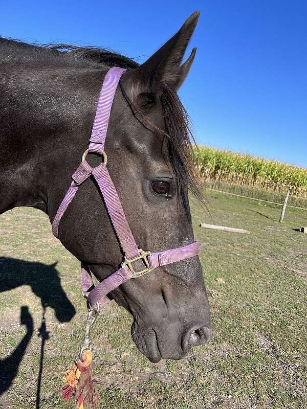 missouri-fox-trotter-horse-for-sale