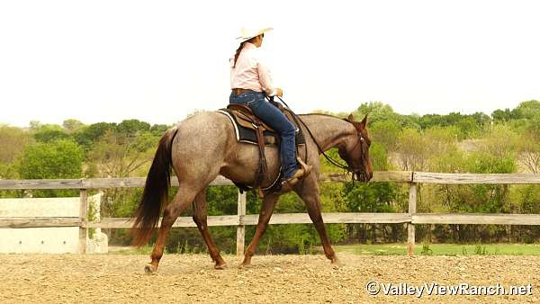 cutting-quarter-horse
