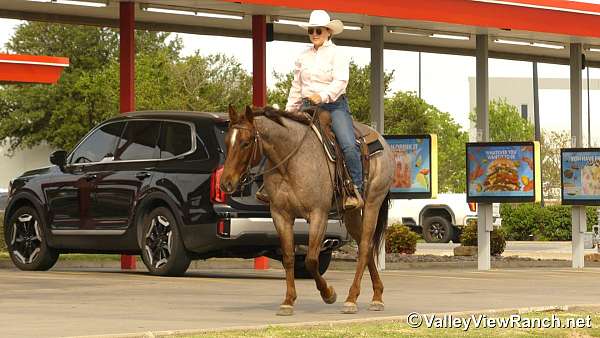 ranch-quarter-horse