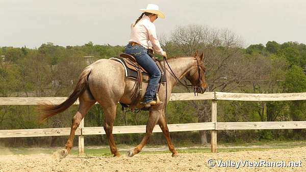 penning-quarter-horse