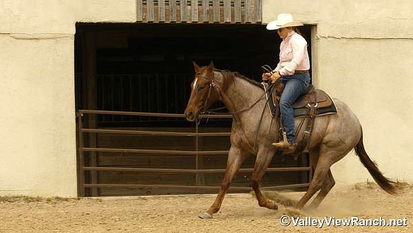 ranch-versatility-quarter-horse