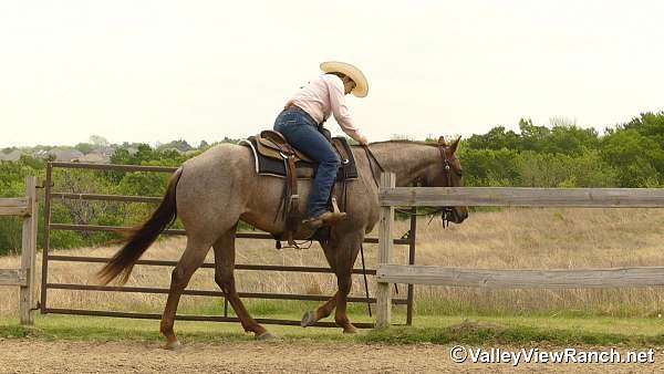 roping-quarter-horse