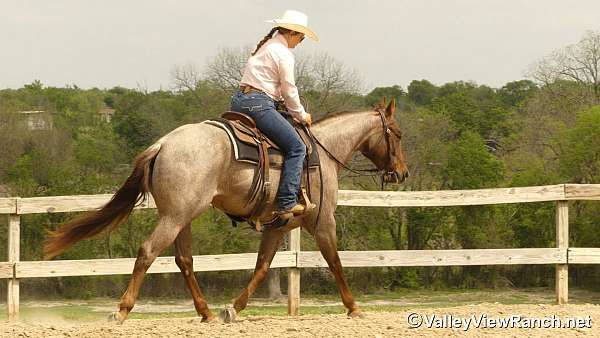 team-penning-quarter-horse