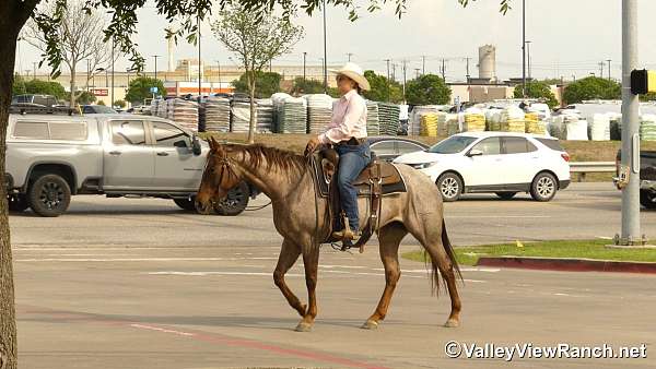 trail-class-competition-quarter-horse