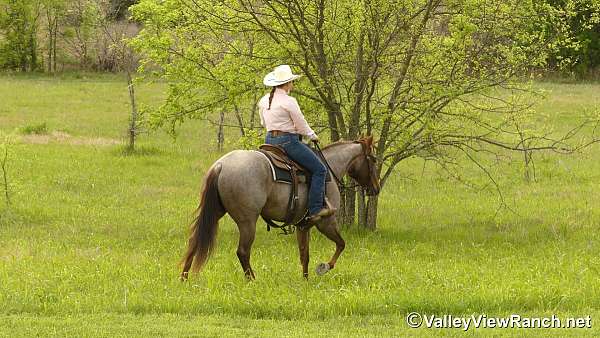 trail-quarter-horse