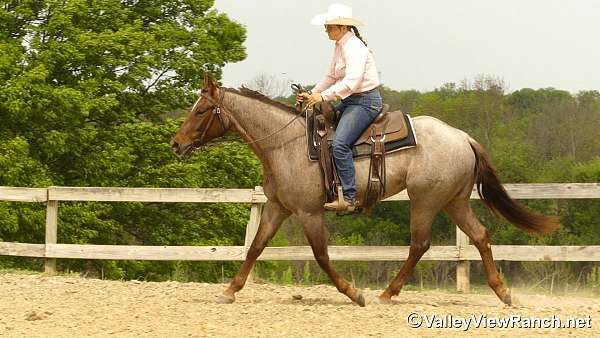 western-dressage-quarter-horse