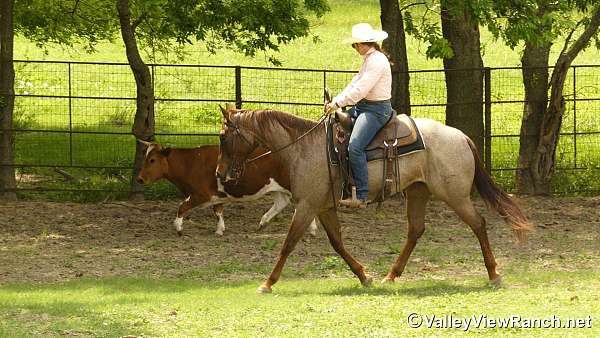 western-riding-quarter-horse