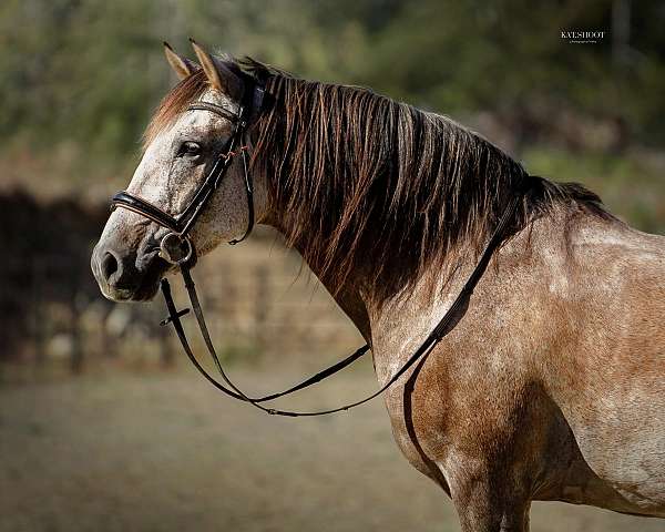 grey-andalusian-gelding