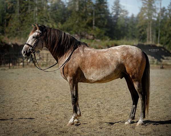 dressage-andalusian-horse