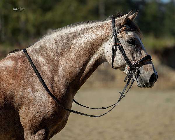 dressage-gelding