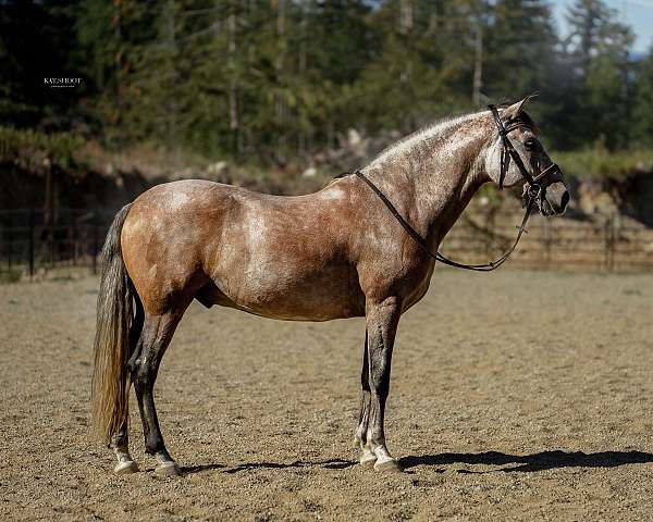 grey-dressage-horse