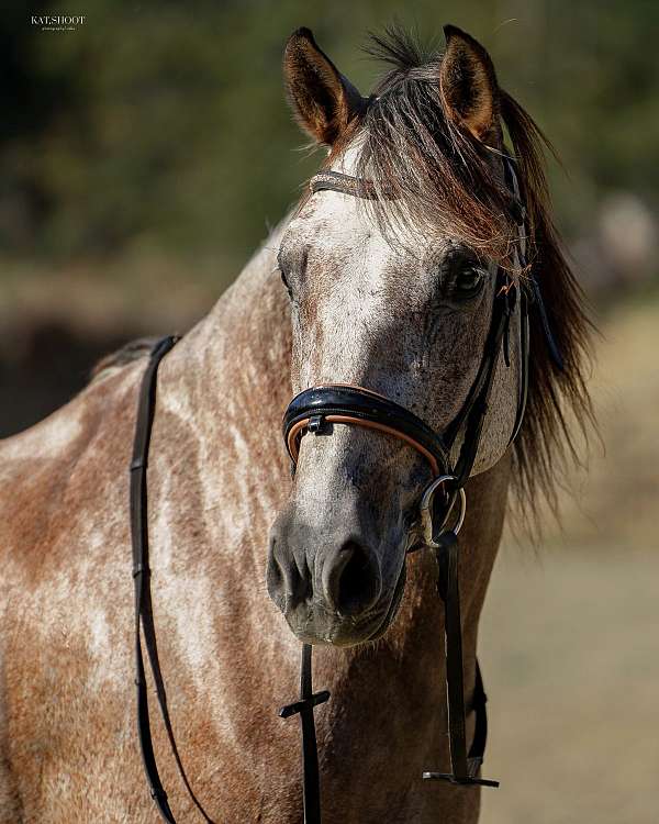grey-ialha-gelding