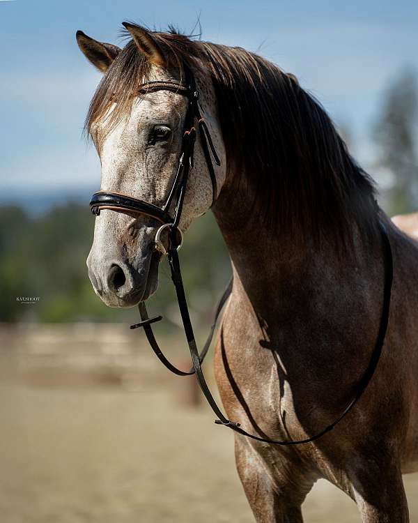 dressage-horse
