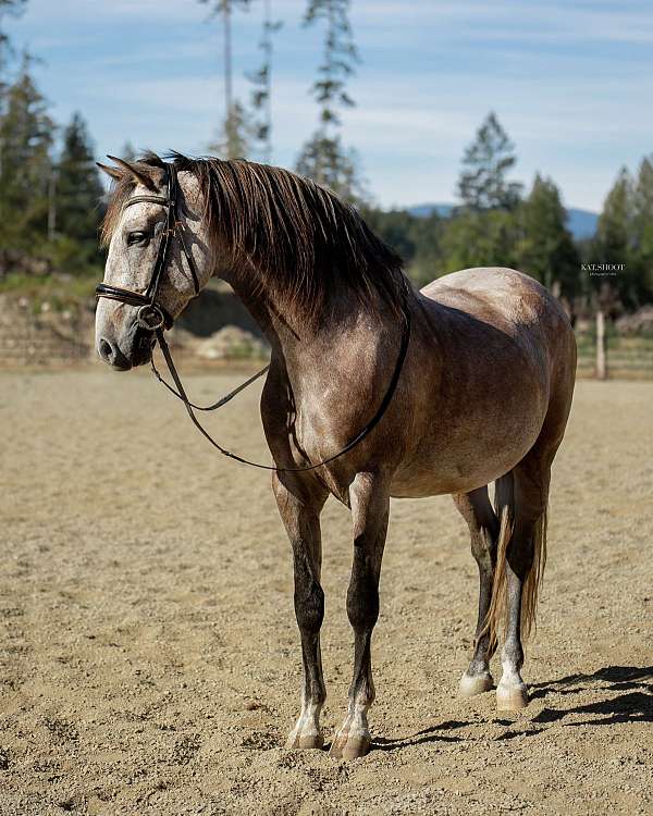 dressage