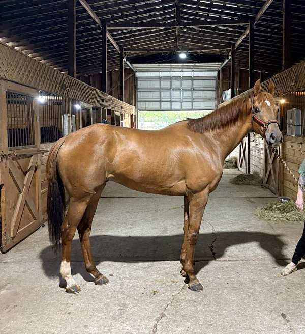 right-off-horse