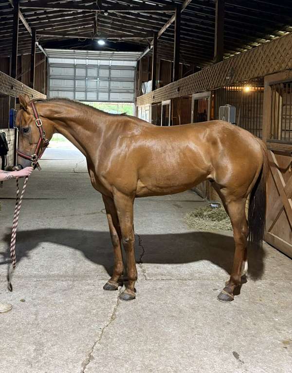 right-off-gelding