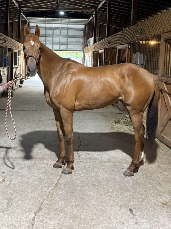 chestnut-thoroughbred-horse