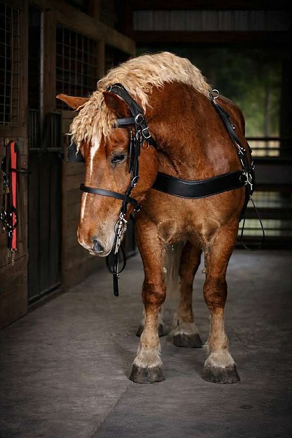 driving-draft-horse