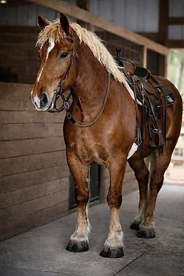 eventing-draft-horse