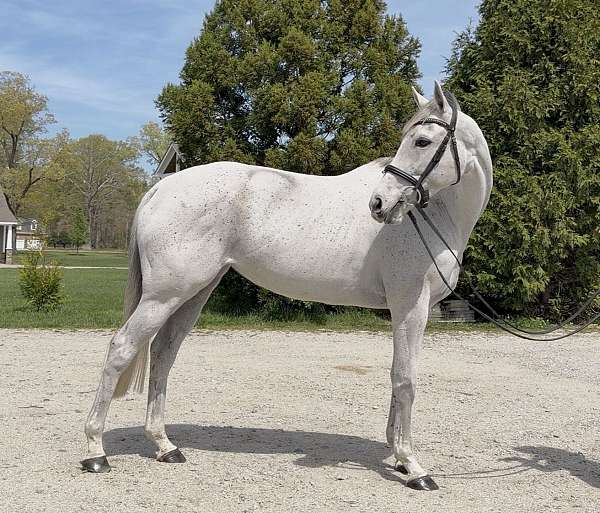 sale-or-lease-mare