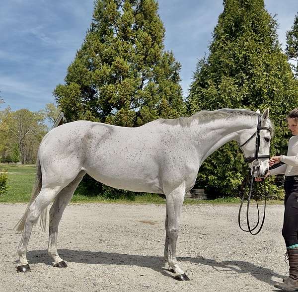 grey-snip-star-horse