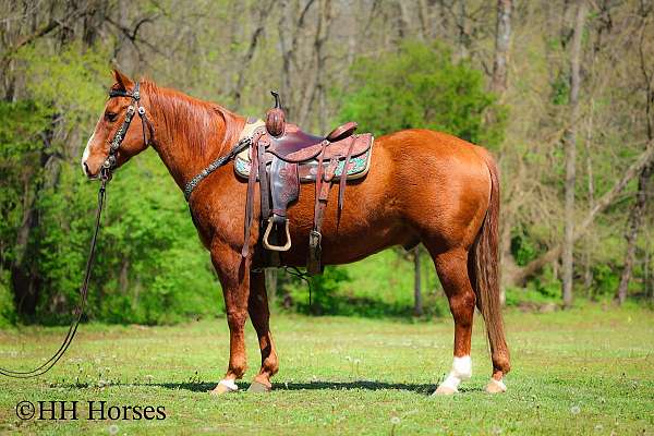 all-around-quarter-pony