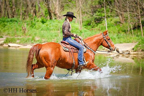 beginner-quarter-pony