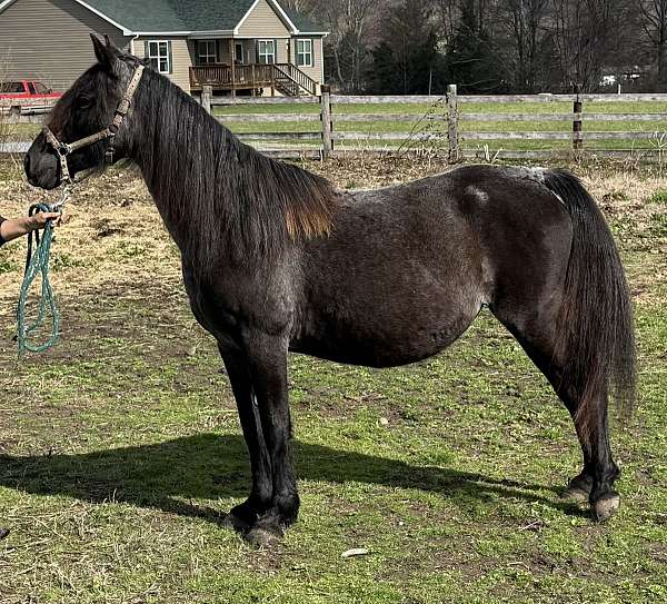delilah-tennessee-walking-horse