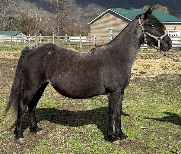 silver-dapple-twh-tennessee-walking-horse