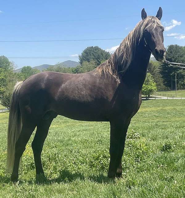 silver-dapple-twh-horse
