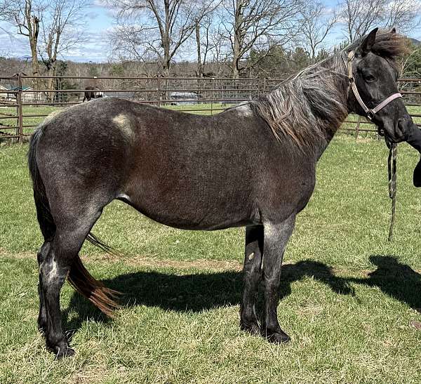 not-broke-tennessee-walking-horse