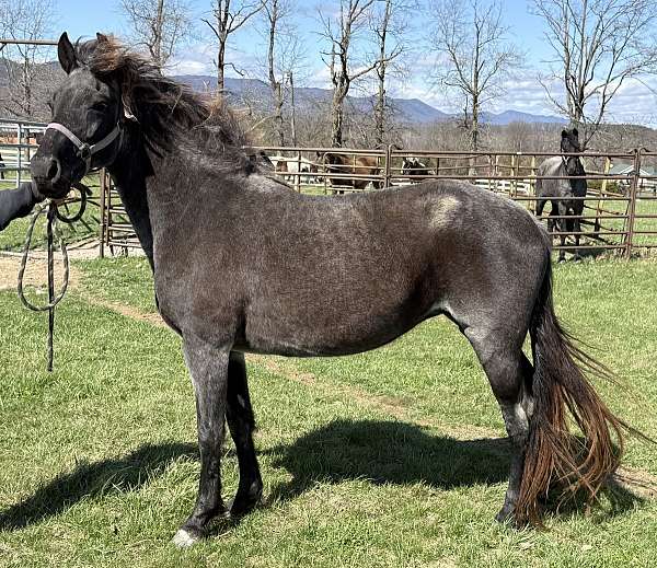 homozygous-blue-roan-mare