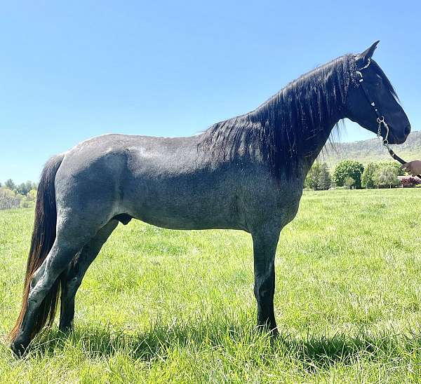 none-horse