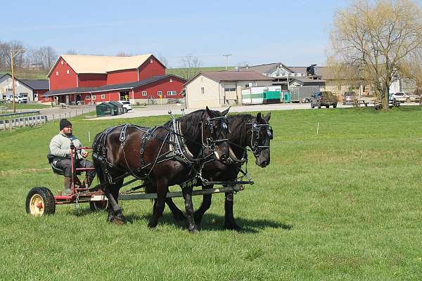 driving-percheron-horse