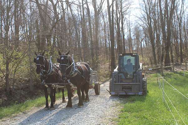 harness-percheron-horse