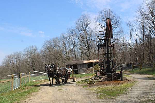 parade-percheron-horse