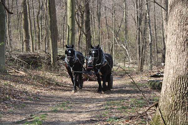 pleasure-driving-percheron-horse