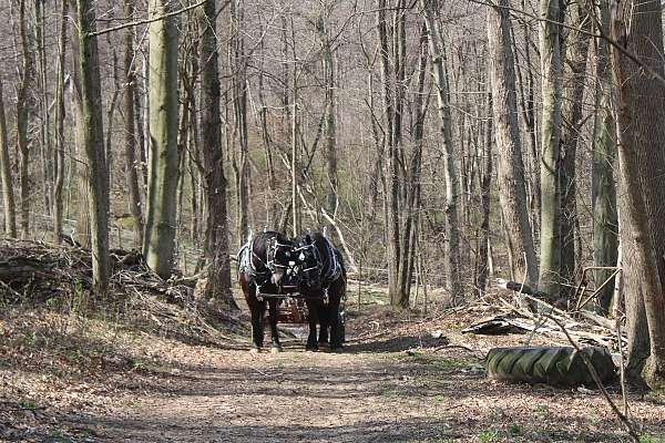 team-driving-percheron-horse
