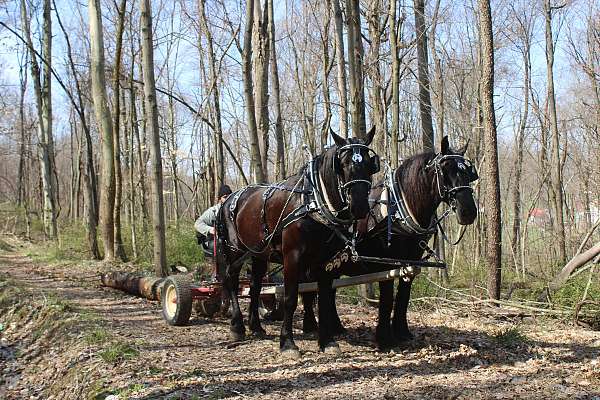 black-percheron-mare