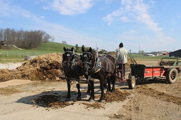 black-driving-horse