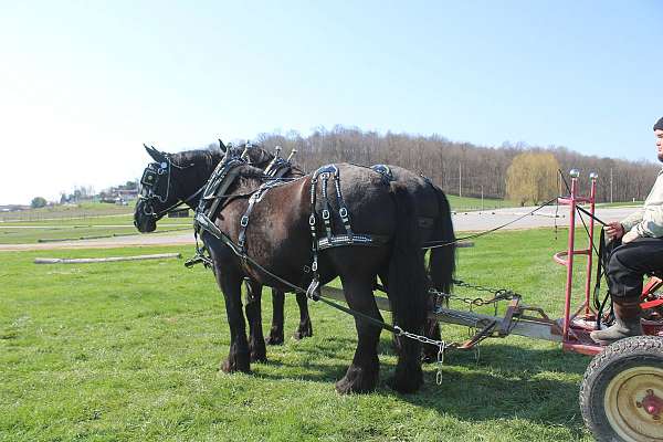 black-parade-horse